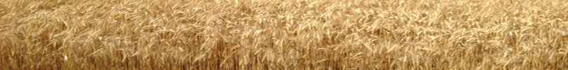 wheatcrop